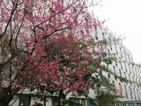 【抗击新型肺炎】李晓林：在这场没有硝烟的战场上，她是一名战士