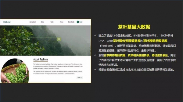 国内顶尖茶叶专家盛军校长讲述神奇的东方树叶