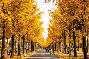 【图片】金色染校园 “醉美”银杏季