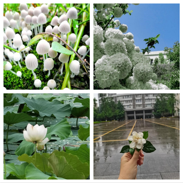 生命学院举办“寻宝成电魔法林，捕捉生命光之影”环保活动