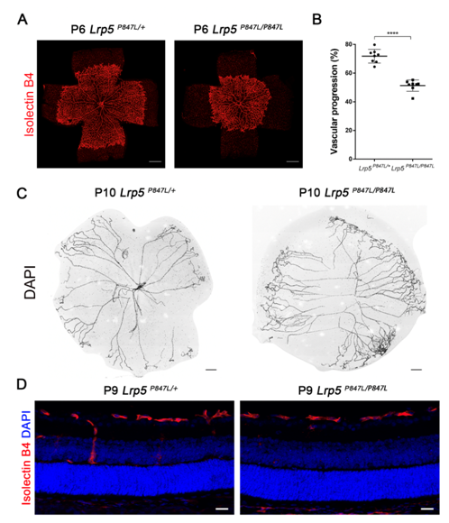 5.png d761907576d763b529a16beca27a3c6d_37981.p