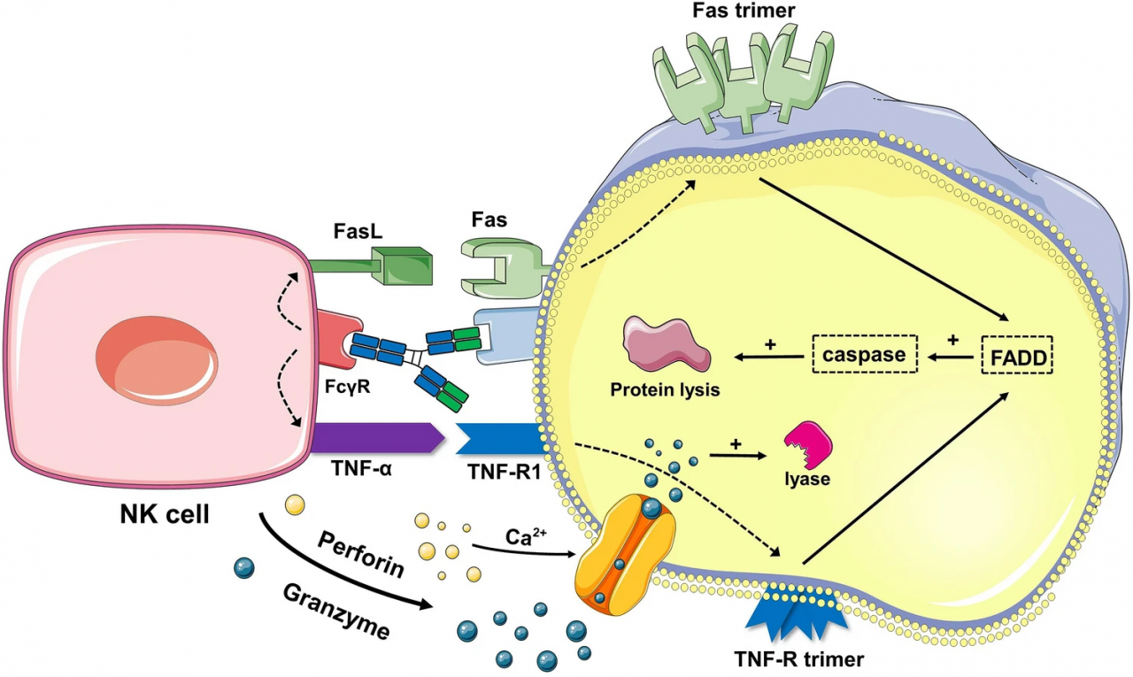 医学院本科生在Nano-Micro Letters上发表论文