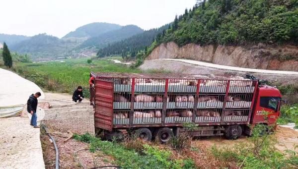 生猪装车.jpg 生猪装车.jpg