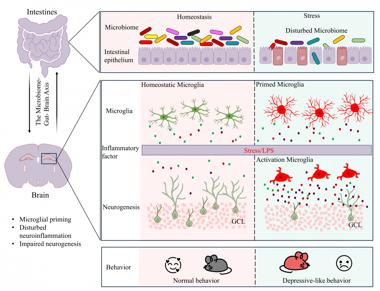 生命学院博士生贺慧在生命科学领域顶级期刊发表学术论文