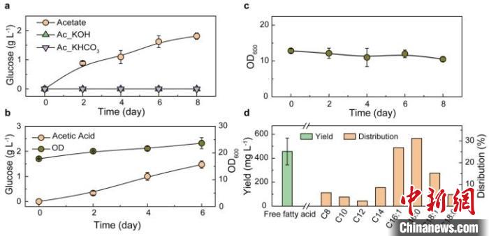 以乙酸盐及乙酸为碳源合成葡萄糖及脂肪酸。 研究团队 供图 以乙酸盐及乙酸为碳源合成葡萄糖及脂肪酸。 研究团队 供图