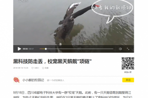 梨视频：黑科技防走丢 校宠黑天鹅戴项链
