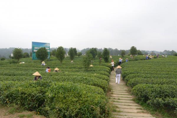 茶园.JPG 茶园.JPG