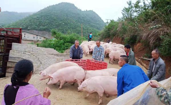生猪出栏，农民欢笑.jpg