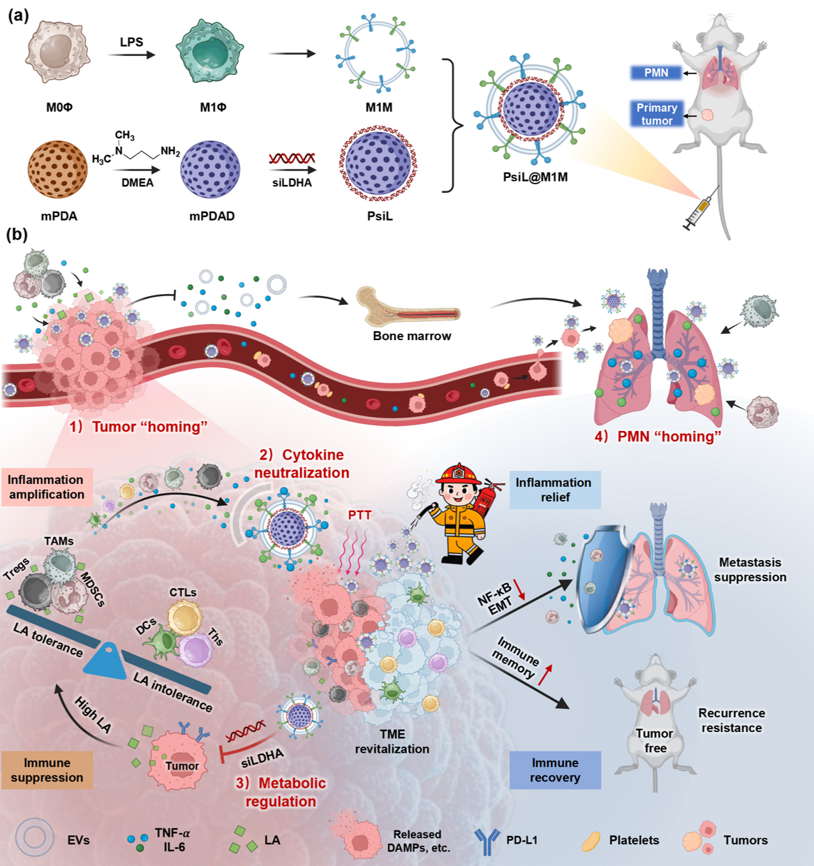 图文摘要图.png 图文摘要图.png
