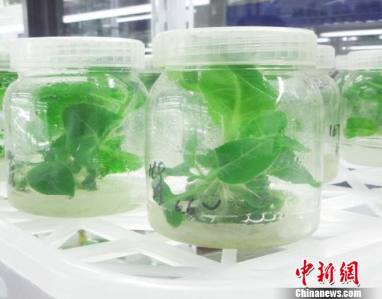 40343400.jpg 1415581485671964.jpg